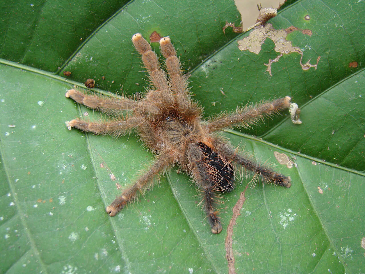 Image of Avicularia hirschii Bullmer, Thierer-Lutz & Schmidt 2006