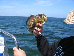 Image of Finespotted jawfish