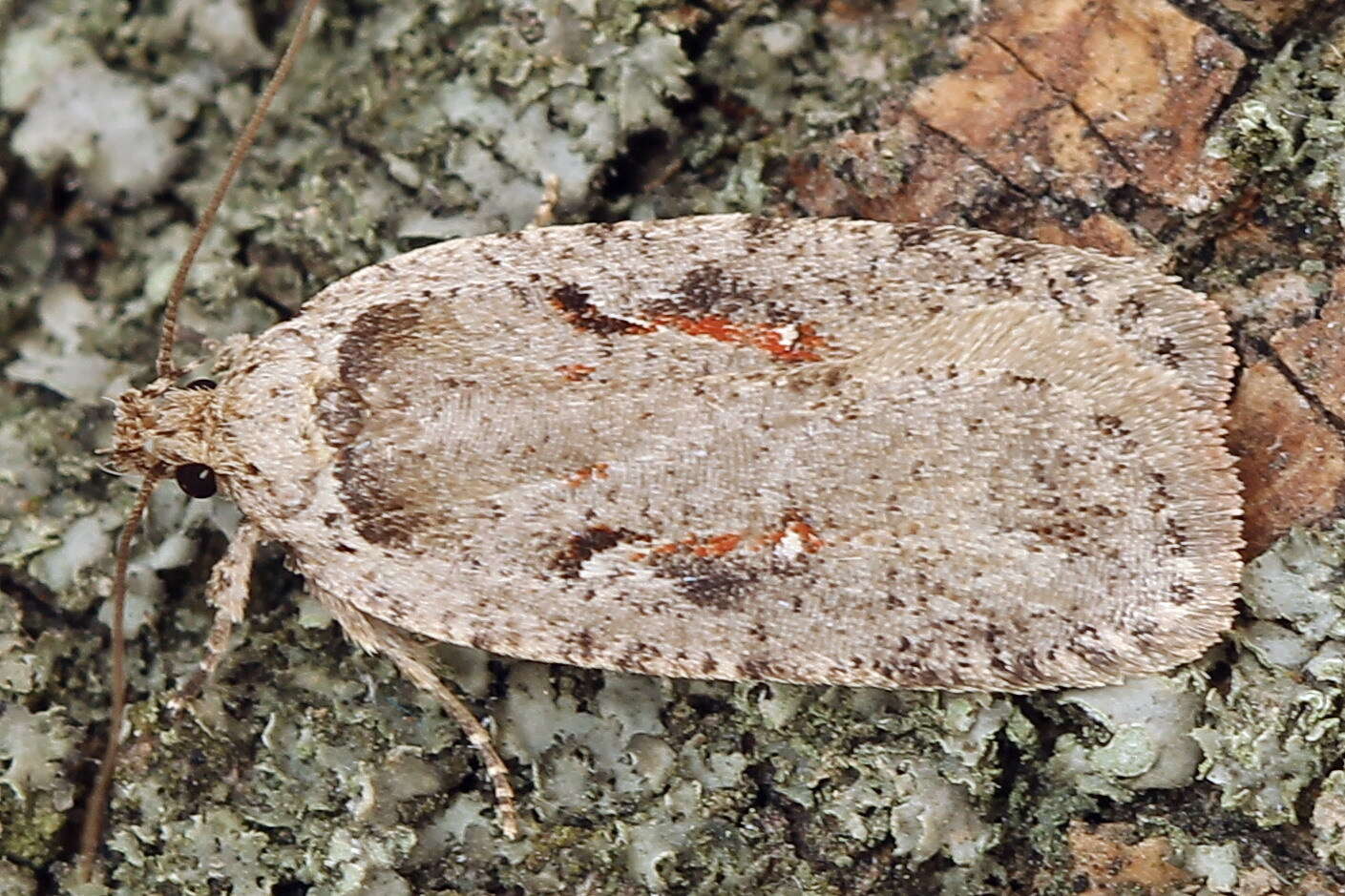 Imagem de Agonopterix ocellana Fabricius 1775