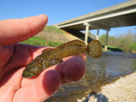 Image of Ozark sculpin