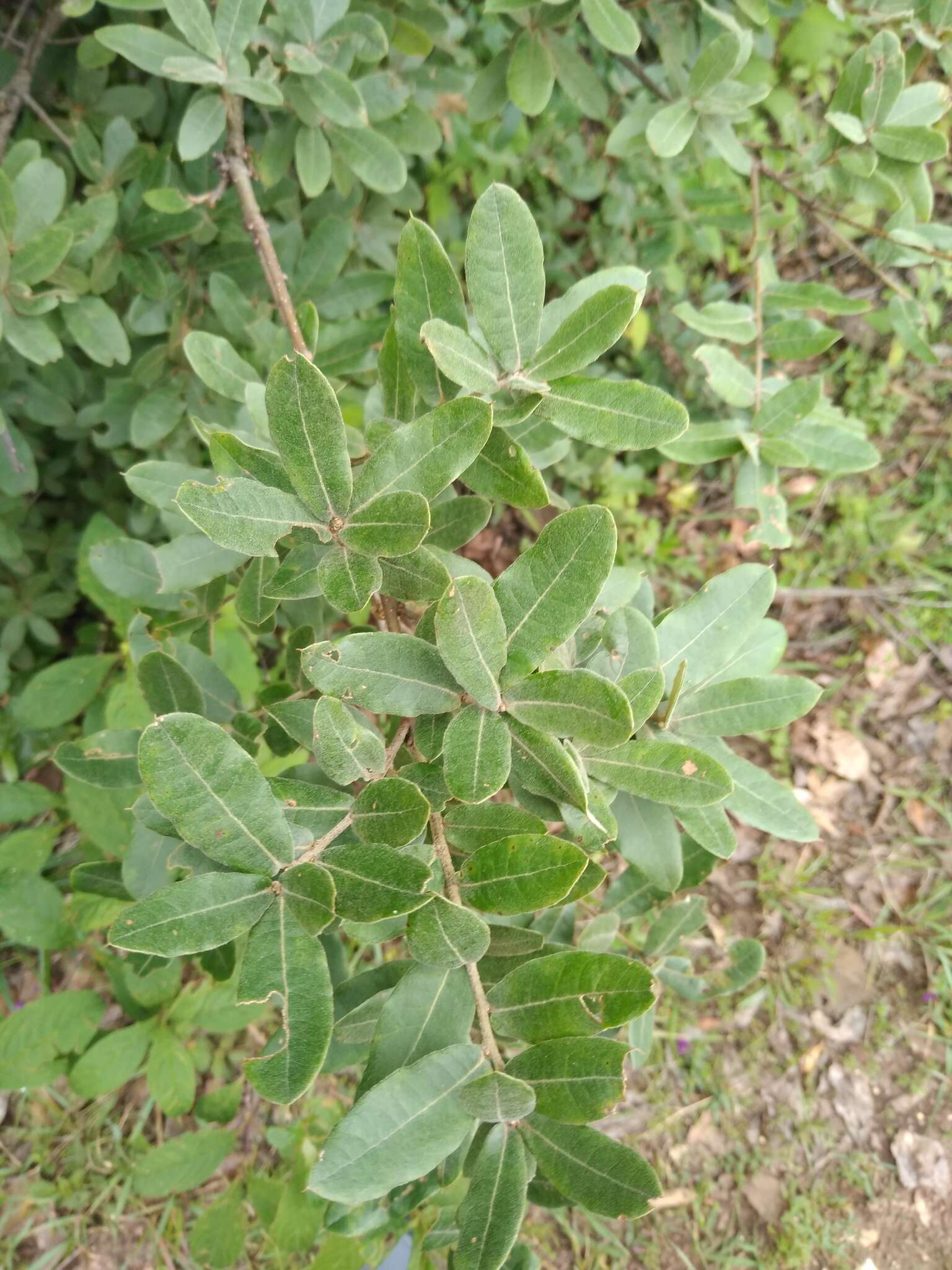 Imagem de Quercus crispipilis Trel.