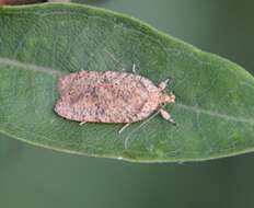 Image of Four-dotted Agonopterix