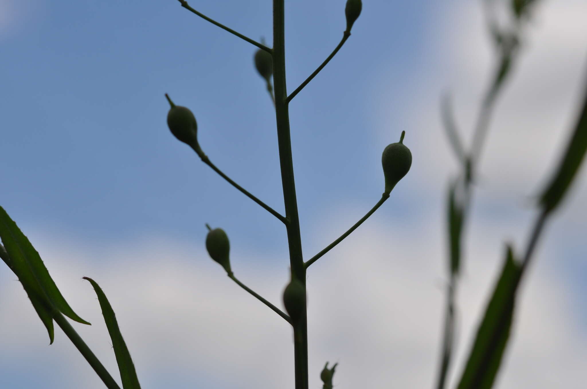 Image of false flax