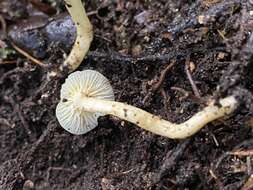 Image of Hygrophorus salmonipes G. Stev. 1963