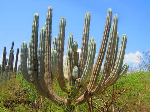 Image of Pachycereus weberi (J. M. Coult.) Backeb.