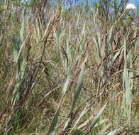 Image of Cephalaria humilis (Thunb.) Roem. & Schult.