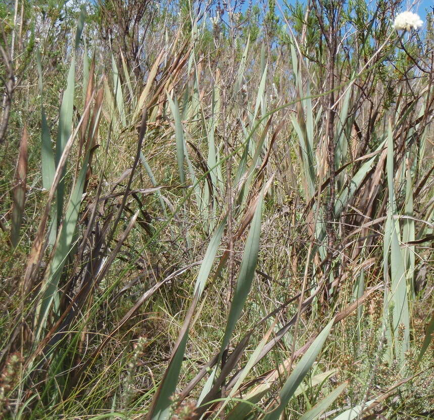 Image of Cephalaria humilis (Thunb.) Roem. & Schult.