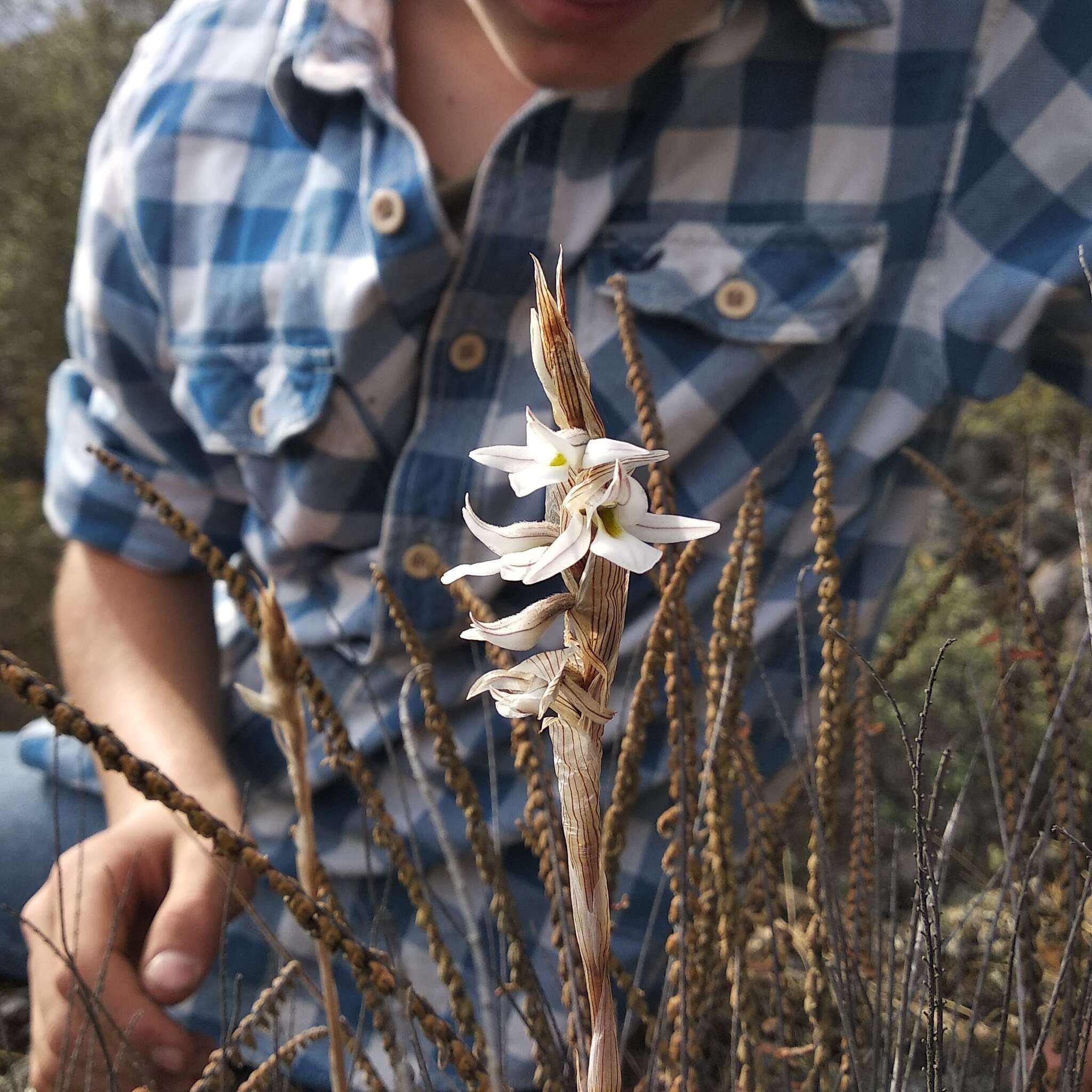 Image of Deiregyne tenorioi Soto Arenas & Salazar