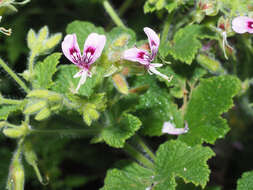 Image of Pelargonium papilionaceum (L.) L'Her. ex Ait.