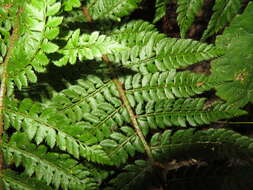 Image of Soft Shield Fern