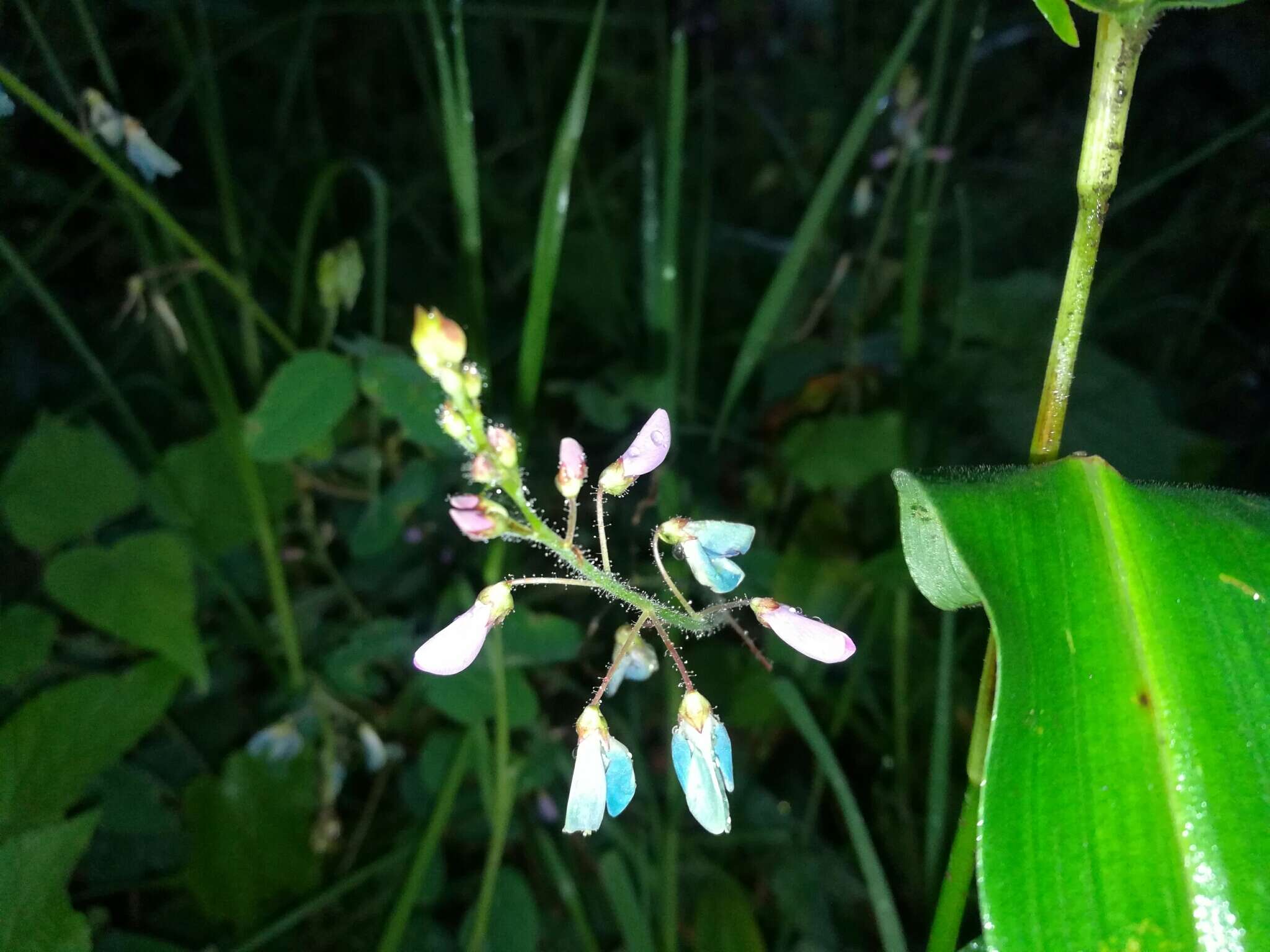 Desmodium molliculum (Kunth) DC. resmi