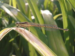 Image of Platycnemis phyllopoda Djakonov 1926