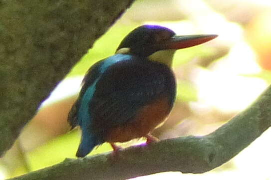 Image of Dwarf River Kingfisher