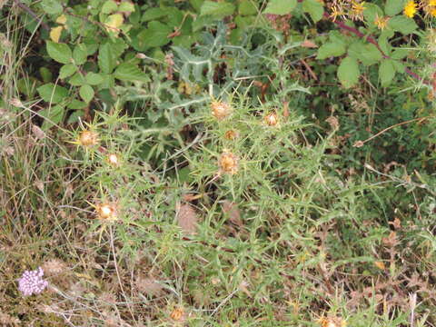 Image of Carlina corymbosa L.