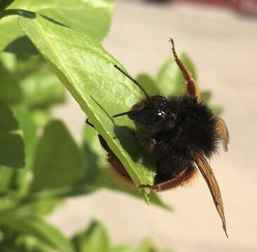 Image of Bombus flavescens Smith 1852