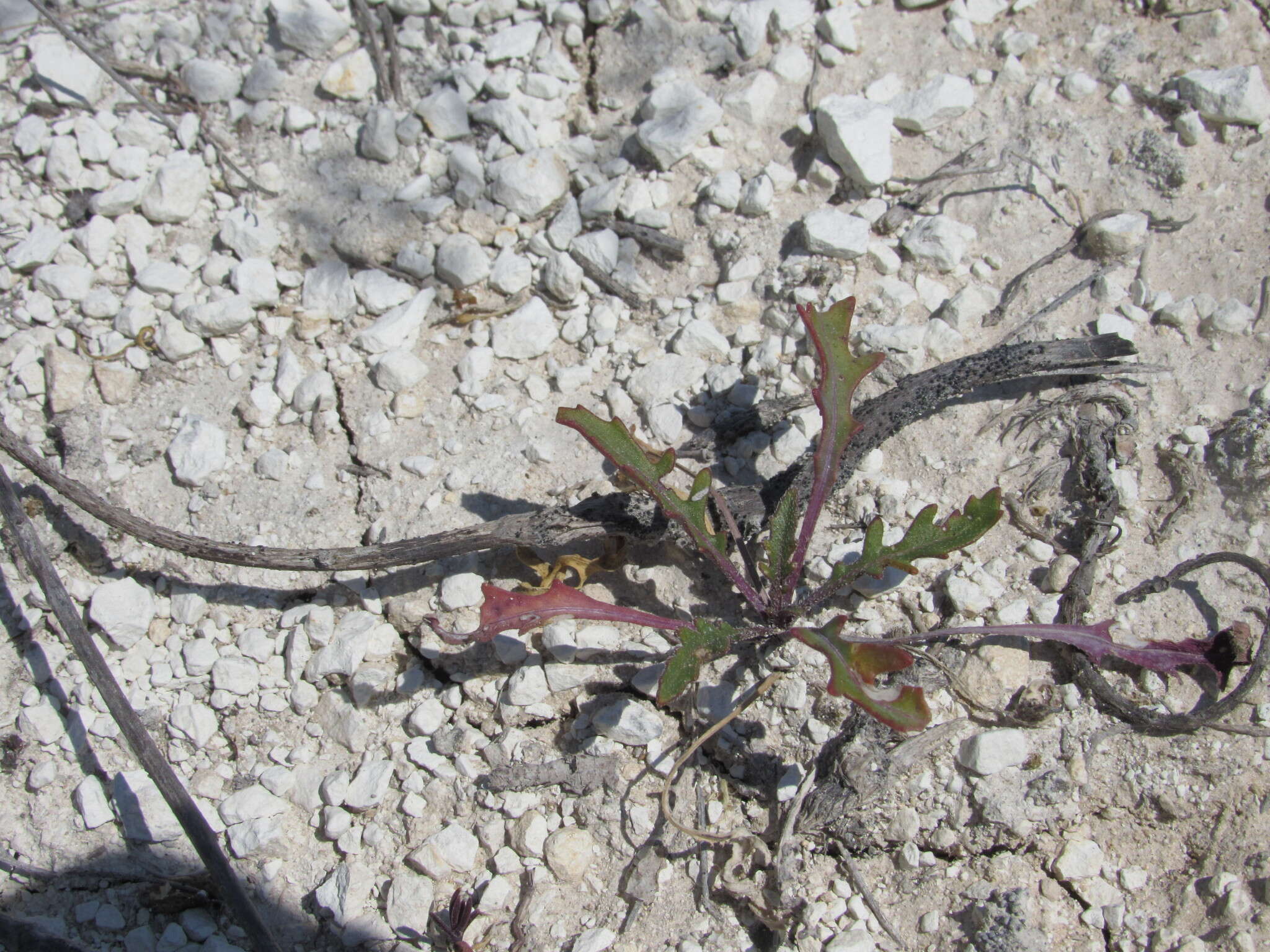 Imagem de Brassica elongata subsp. pinnatifida (Schmalh.) Greuter & Burdet