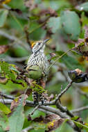 Image of Brown-fronted Woodpecker