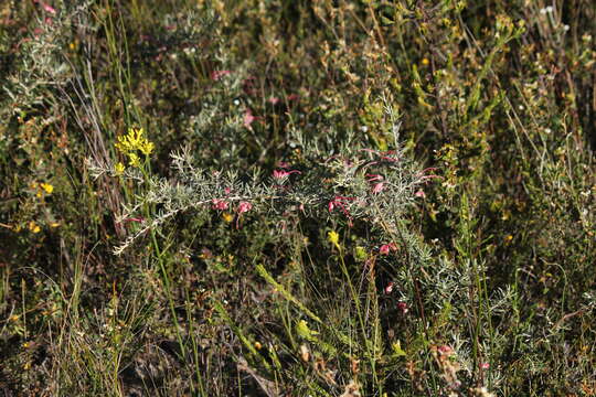 Image of Grevillea lavandulacea Schltdl.