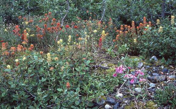 Image of Panhandle Indian-Paintbrush