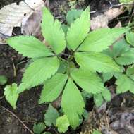 Слика од Anemone lancifolia Pursh