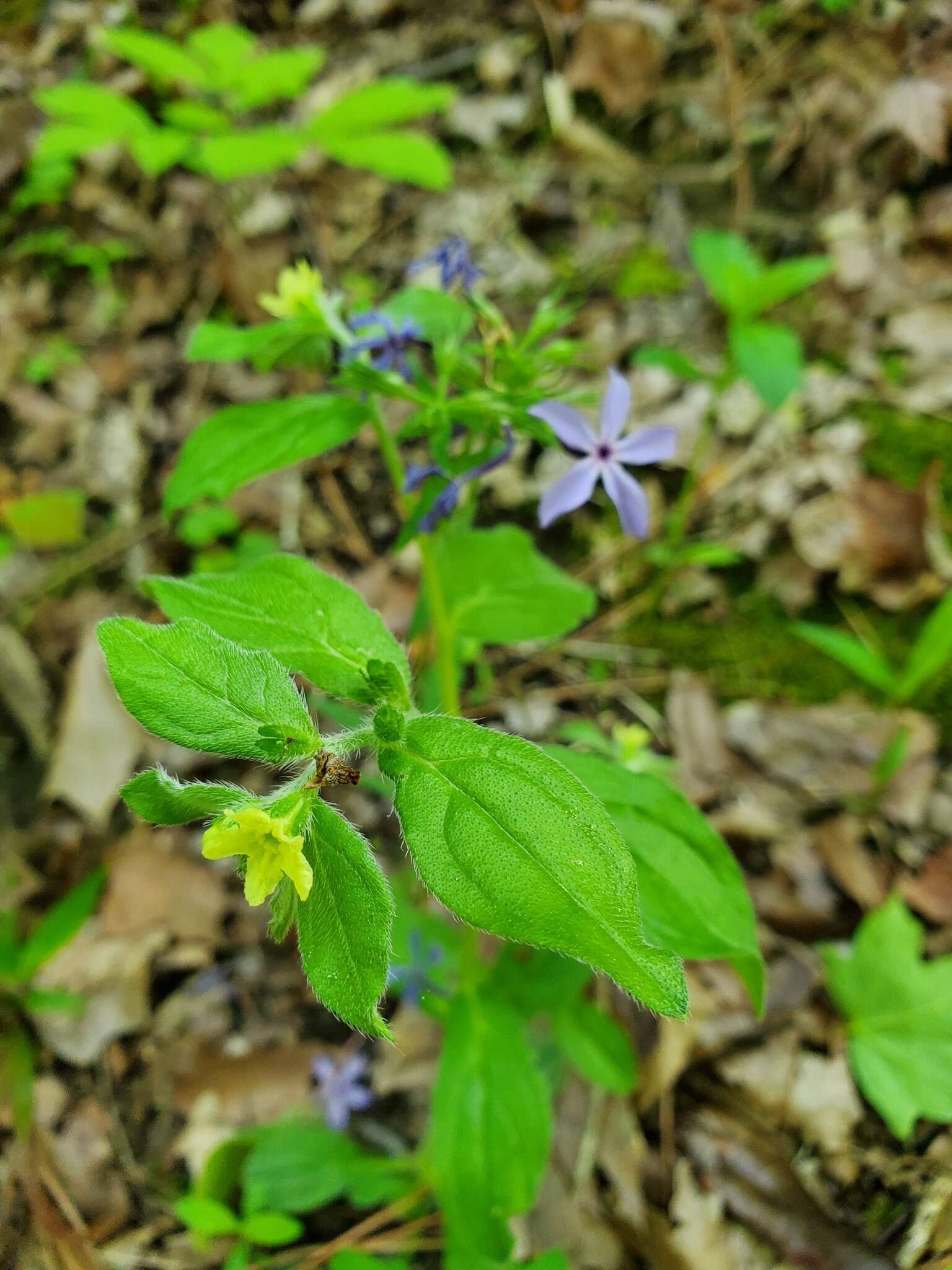 Слика од Lithospermum tuberosum Rugel ex A. DC.