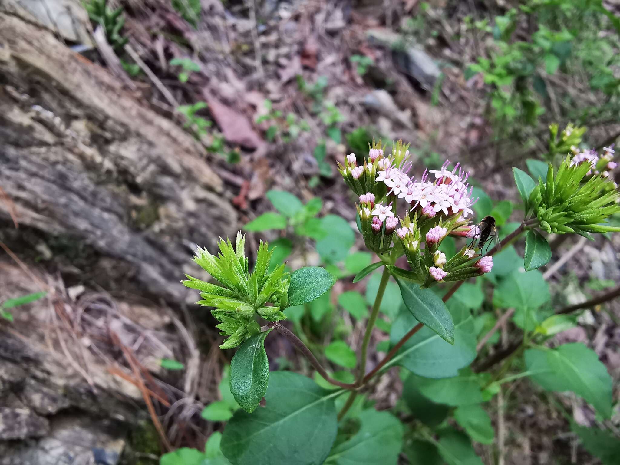 Image of Stevia berlandieri A. Gray & Rep. U. S. Mex. Bound.