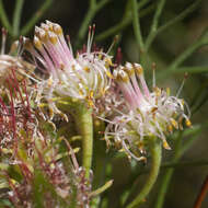 Image of Serruria inconspicua L. Guthrie & Salter