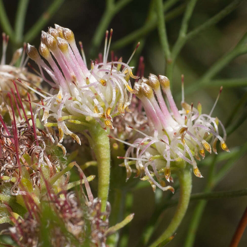 Image of Serruria inconspicua L. Guthrie & Salter