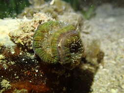 Image of Large polyp hard coral