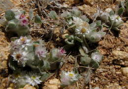 Image of Helichrysum gariepinum DC.