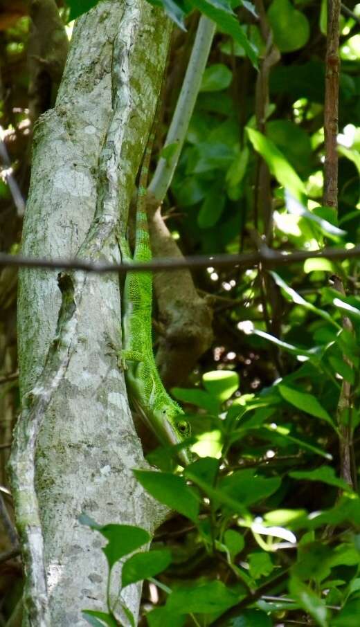 Image of Anolis luteogularis Noble & Hassler 1935