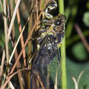 Image of greater bronze cicada