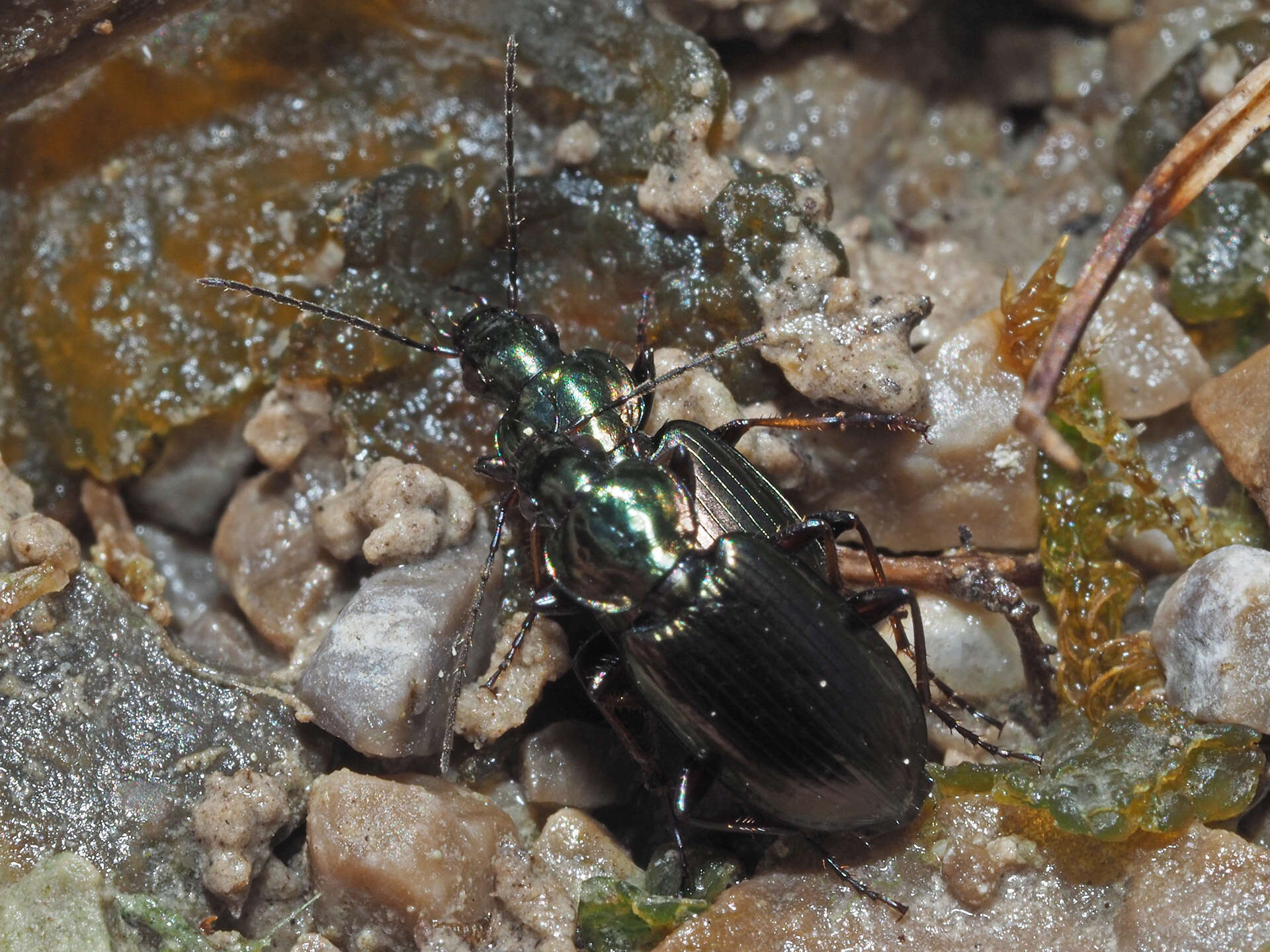 Agonum (Agonum) muelleri (Herbst 1784)的圖片