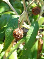 Image de Buddleja globosa Hope