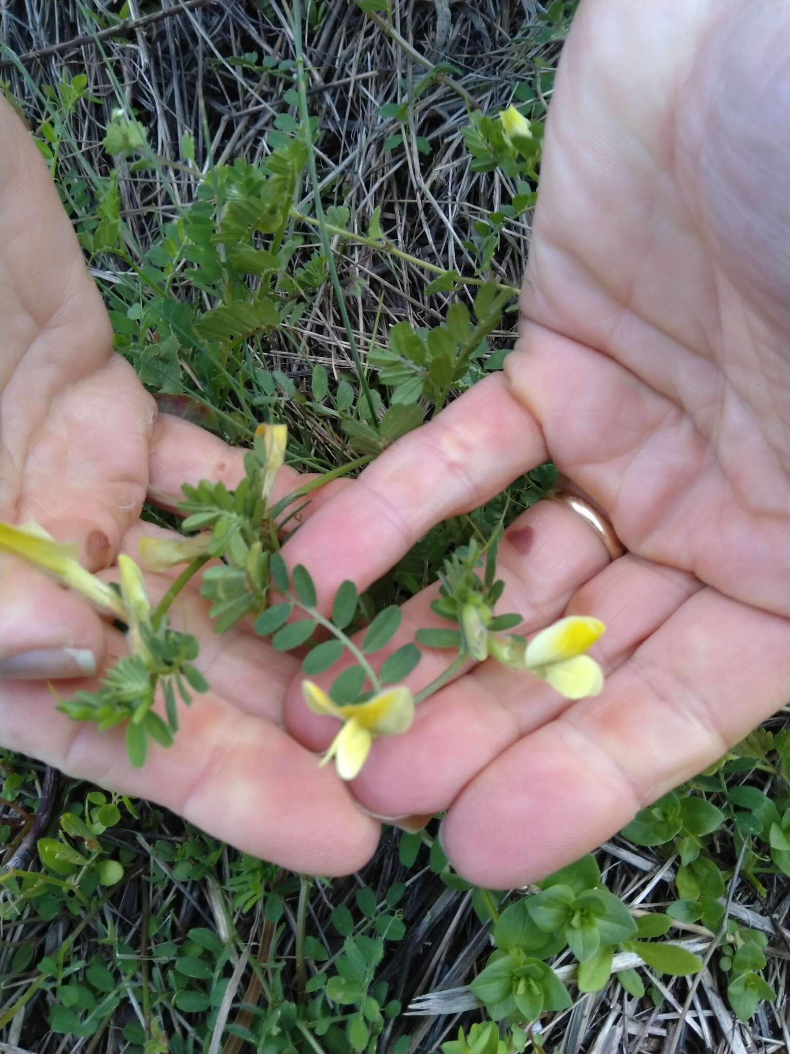 Imagem de Vicia hybrida L.