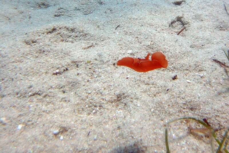 Image of bat-wing sea-slug