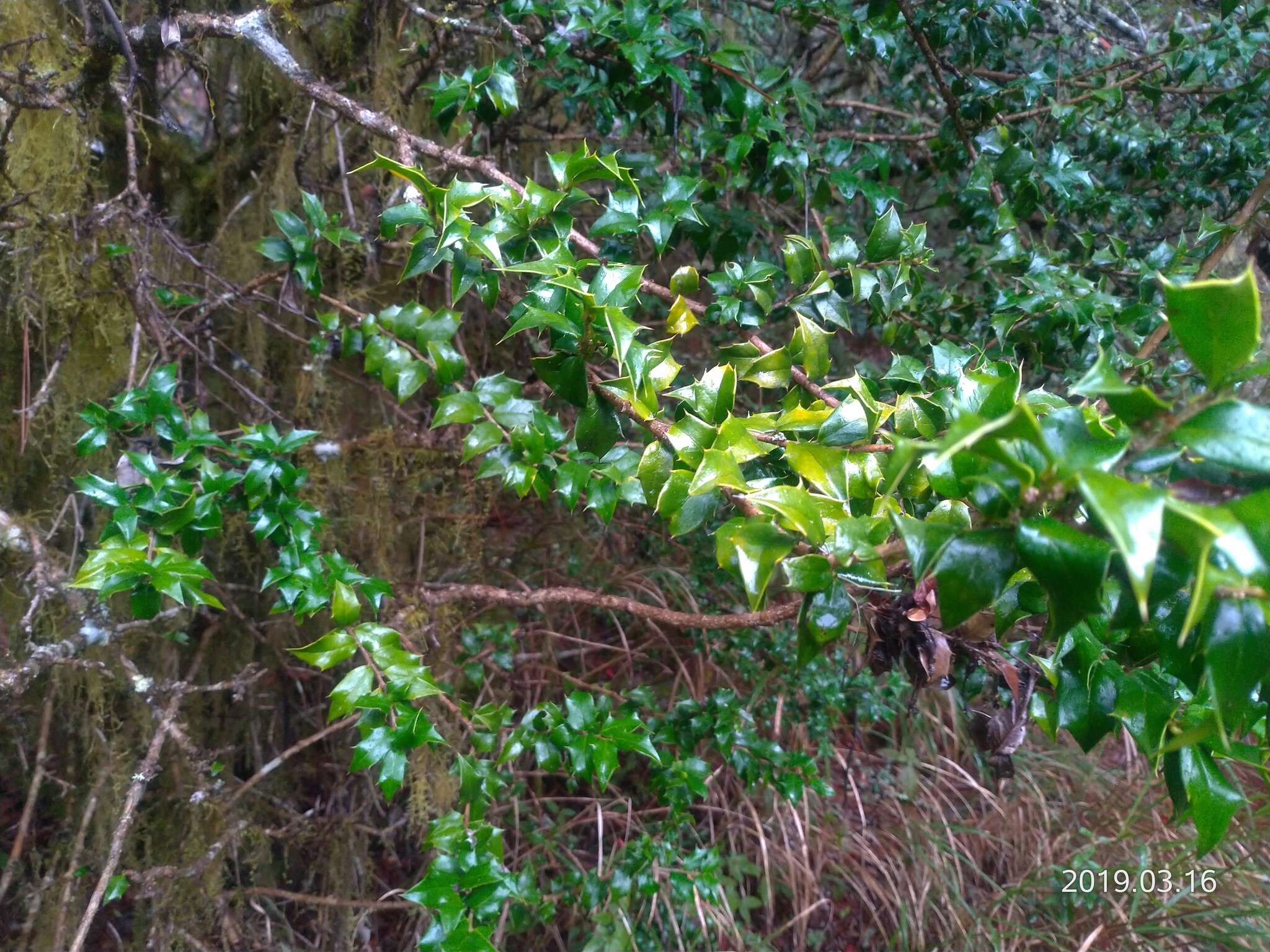 Imagem de Ilex bioritsensis Hayata