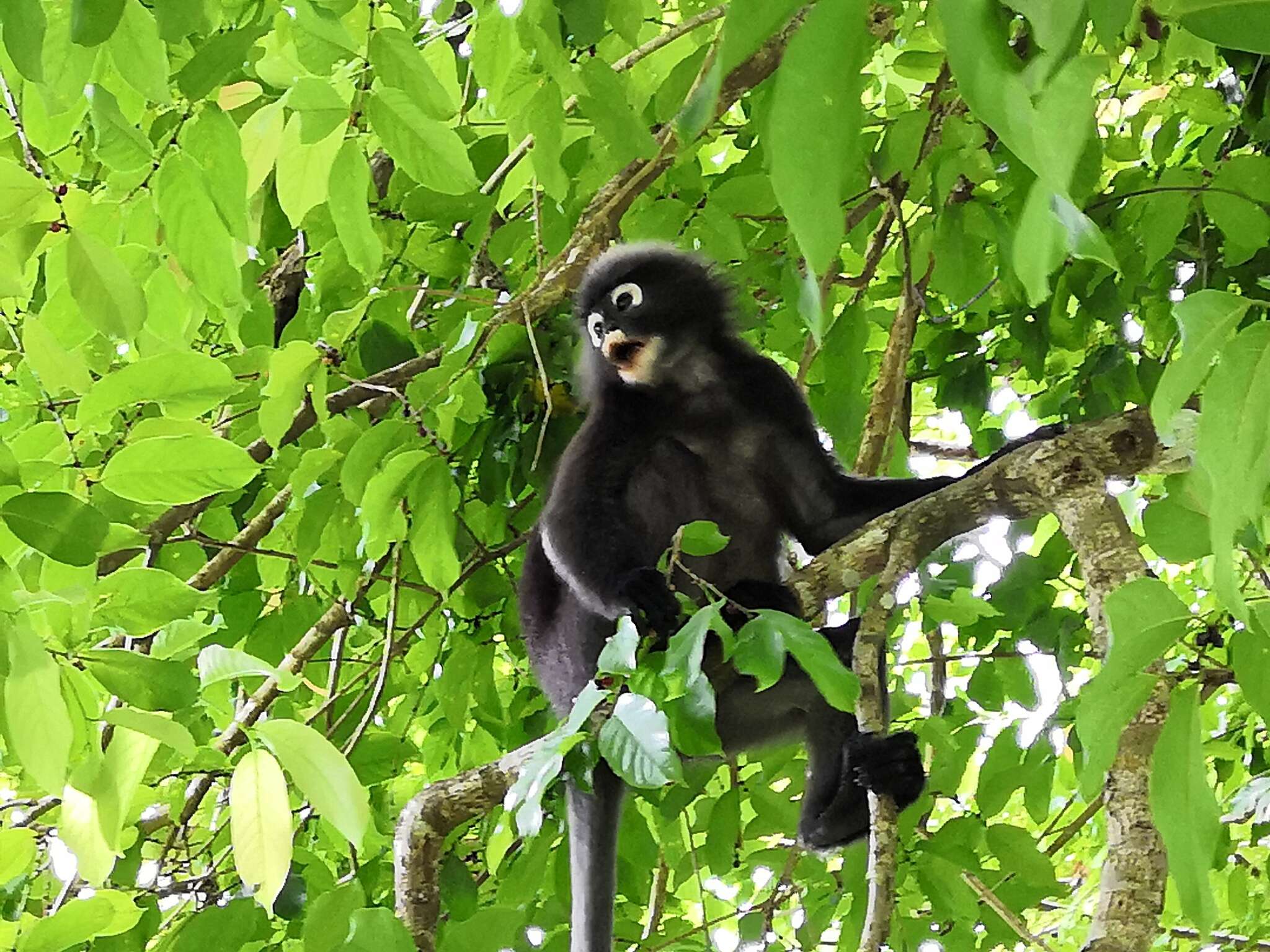 Image of Dusky Langur