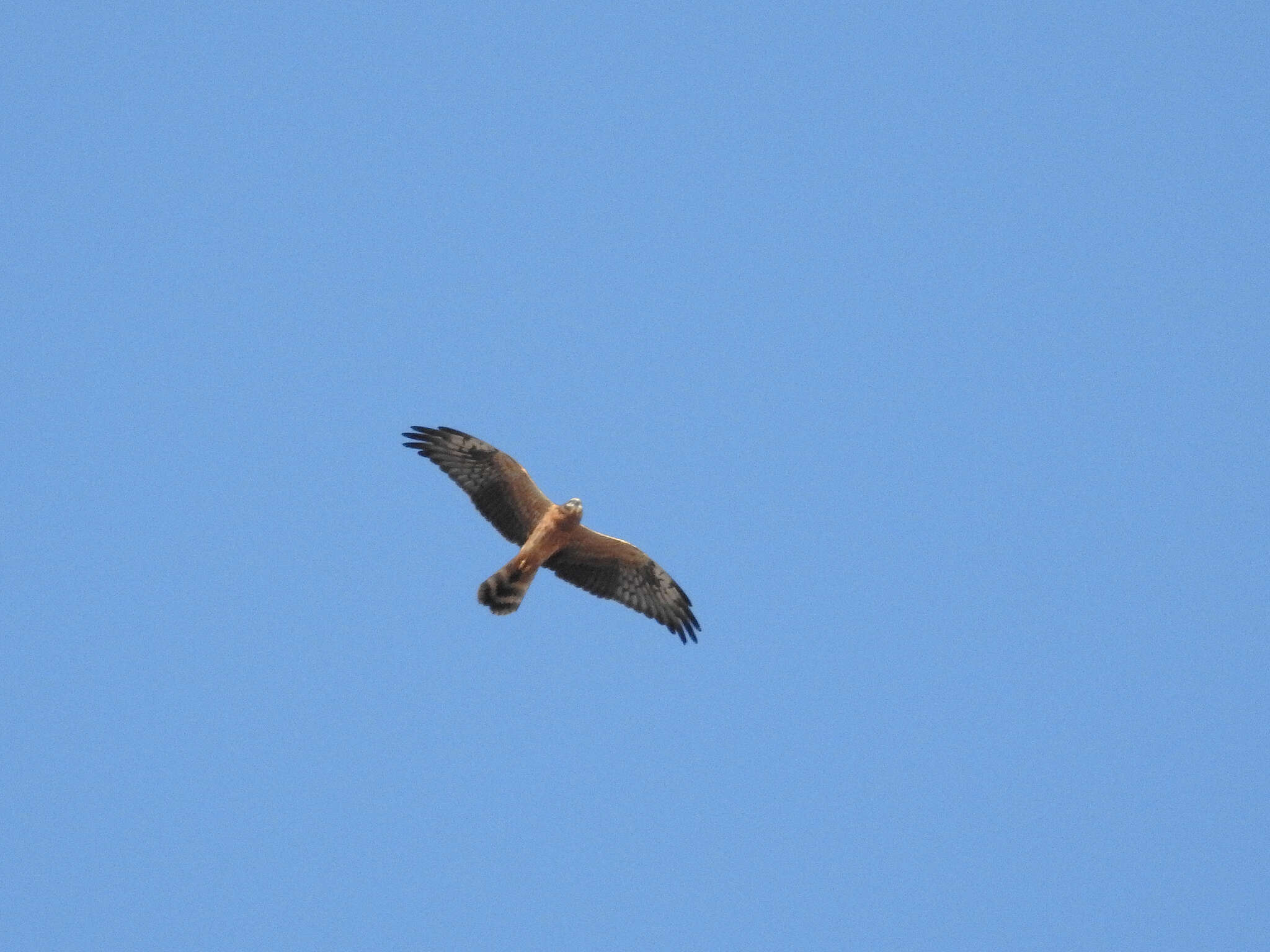 Image of Montagu's Harrier