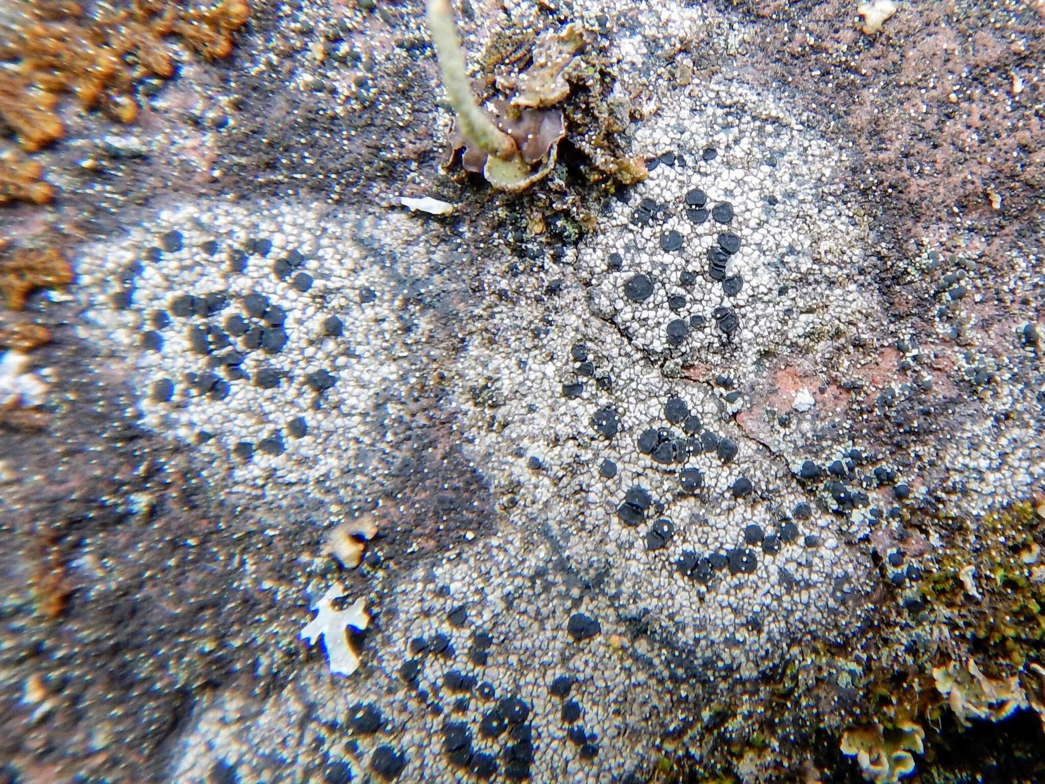 Image of crust porpidia lichen