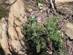 Image of Pelargonium hirtum (Burm. fil.) Jacq.