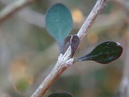 Image of Coprosma virescens Petrie