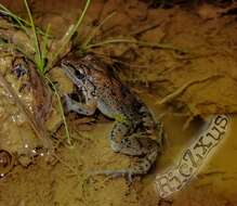 Image of American White Lipped Frog