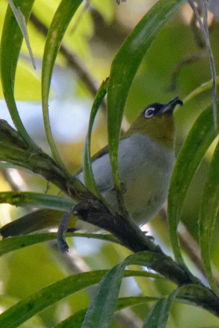 Image of Black-crowned White-eye