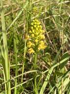 Imagem de Platanthera canbyi (Ames) Luer