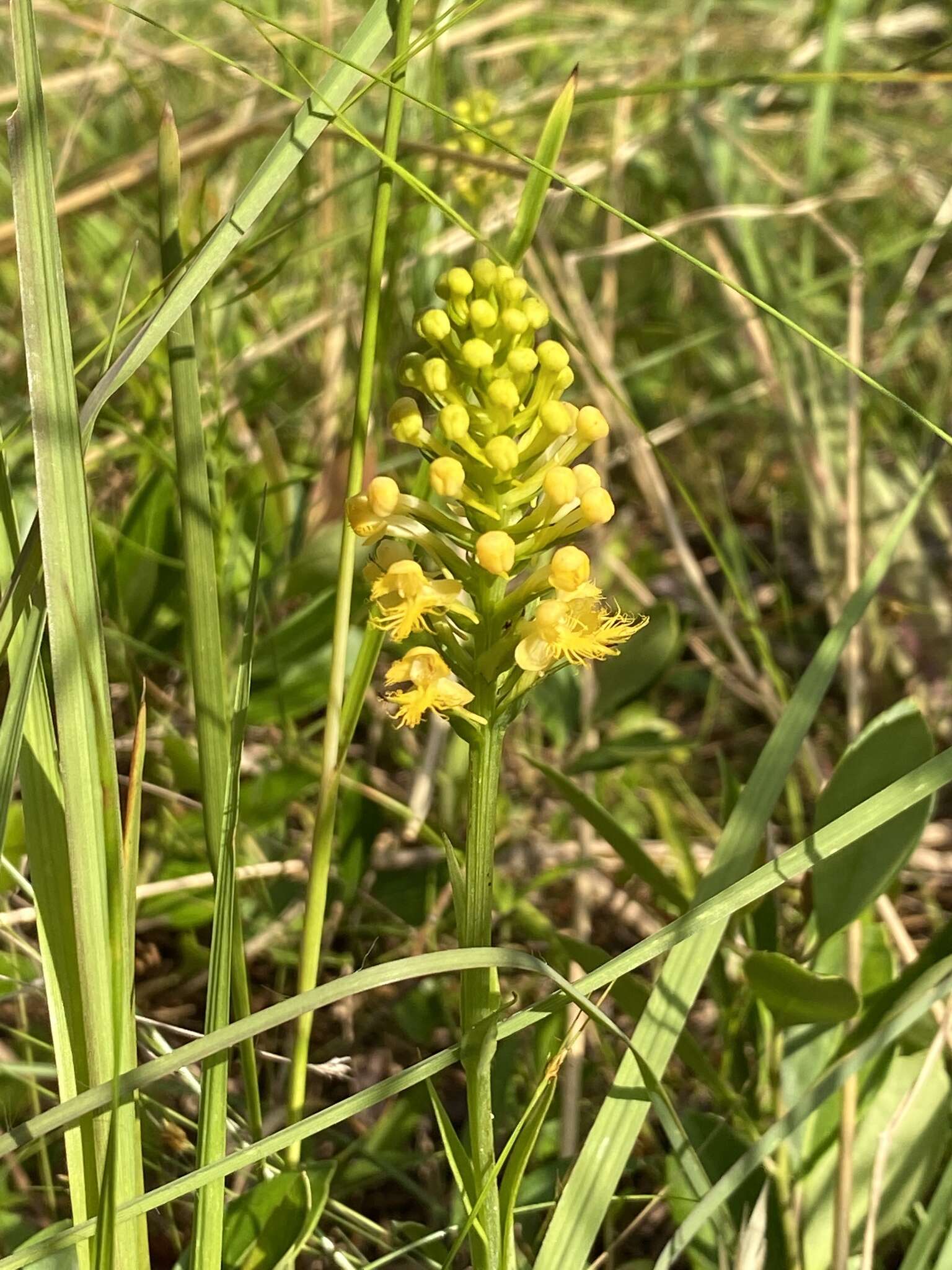 Imagem de Platanthera canbyi (Ames) Luer