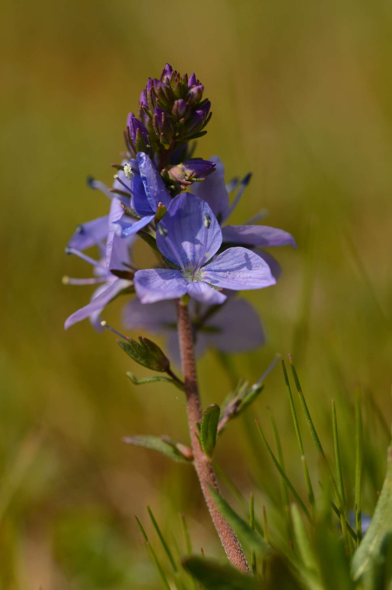 Image of Veronica satureiifolia Poit. & Turp.