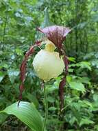 Image of Kentucky lady's slipper