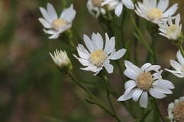 Image of prairie goldenrod