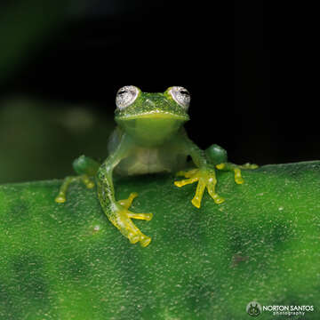 Image of Humboldt's Glass Frog